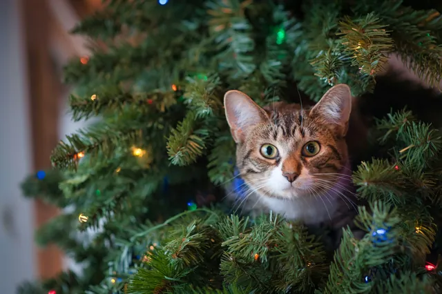 A tabby cat peeking out from inside a Christmas tree